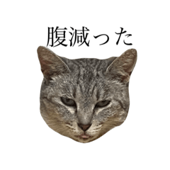 木戸　猫