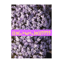 私のお花スタンプ2