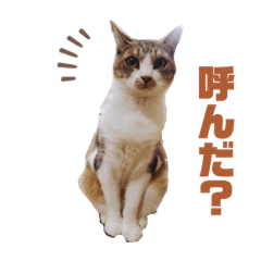 毎日使えるモモスタンプ