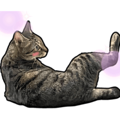 Meow-mentary Mimi - No Text