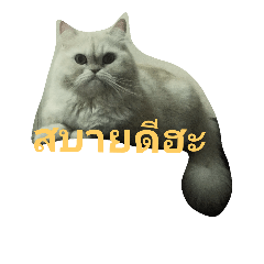 keng2499