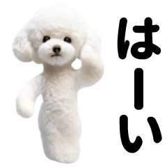 踊る♪トイプードル