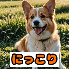 癒し系コーギーでトークをほっこり！