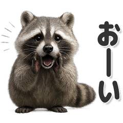 毎日使いやすい！アライグマ
