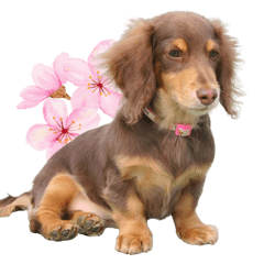 さくらとはなと小さな仲間達