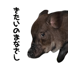 マイクロピッグのプギ郎くん