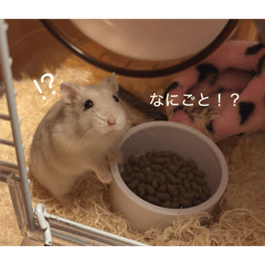 我が家ハムスターたち