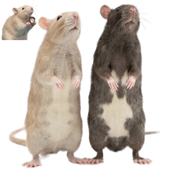 BIG! ファンシーラット　実写２