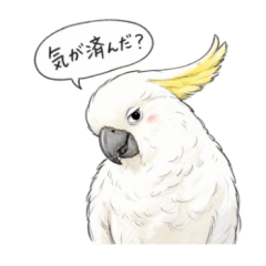 ちょっと嫌味なキバタン