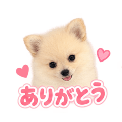 ポメチワ犬のスタンプ