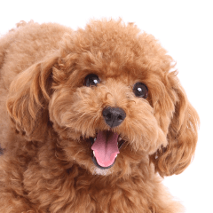 Dog's cute expressions