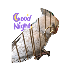 私の愛するハクちゃん