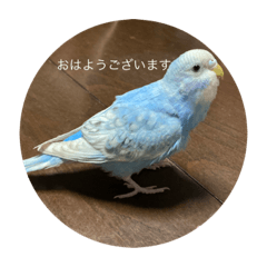 敬語なインコのそらちゃん