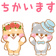 ▶動く❤️カップルいやしばいぬ❤️7/柴犬