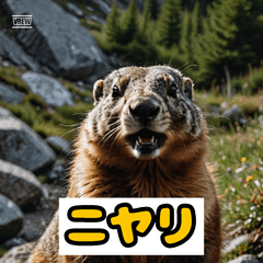 マーモット感情パレード