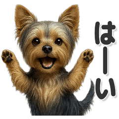 毎日使える！かわいいヨークシャーテリア