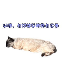 近所のねっっっっっこ