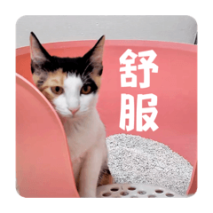 Calico Cat_20251115004130