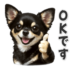 【敬語】使いやすい！ チワワ　黒