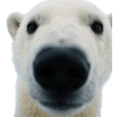 シロクマの赤ちゃん　実写