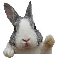 Real Rabbit - "TaoTao" Grey Bunny V1