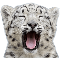 ユキヒョウの赤ちゃん　実写