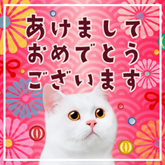 大人の敬語と猫写真♪お正月【再販】