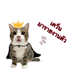 Kevin Devil Cat