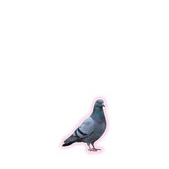 【小ふわ】【ふわふわ】鳩３