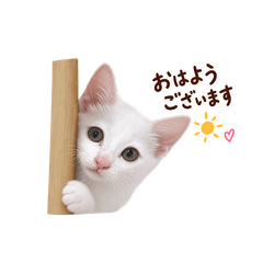 白猫\\日常会話で使える//癒しスタンプ