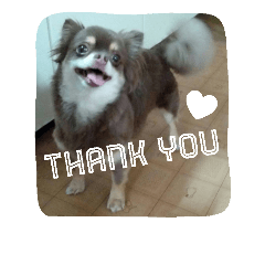 chocorin. -chihuahua-