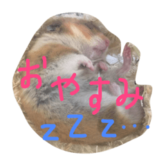 ハムスターのたろちゃんだよ