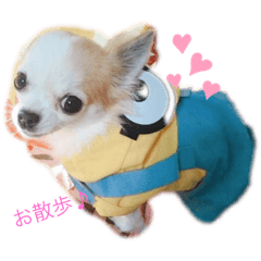 チワワ＆インコ