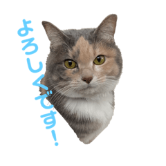 保護三毛猫ゆうの公式ラインスタンプ★