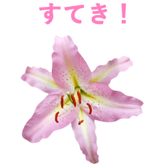 ピンクのユリの花の写真─友達へ2 Part2