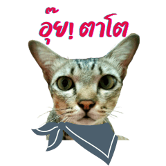 Cute orange-gray tabby cat