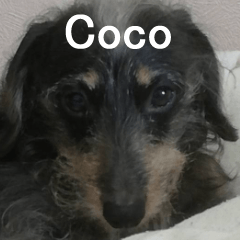 ミニチュアダックスの「Coco（ココ）」