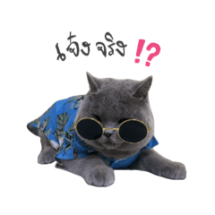 Cat wearing a Hawaiian shirt.