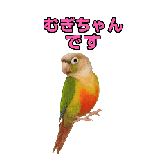 ウロコインコ むぎのスタンプ③