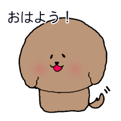 まんまるトイプードルのココ