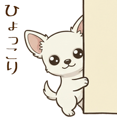 【きっかけ】白いチワワの生存確認・挨拶