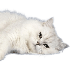 BIG! ペルシャネコ　実写