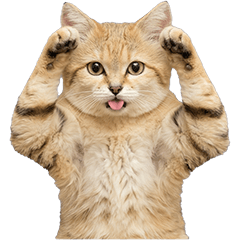 スナネコ　実写