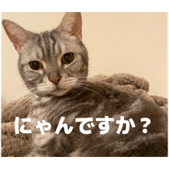かわにゃんねこのスタンプ