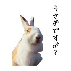 ぶちゃこですが？