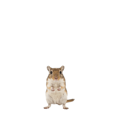【ミニ】スナネズミ