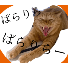愛猫ごろちゃんの口癖スタンプ