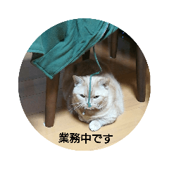 マンチカン猫ぷち♀
