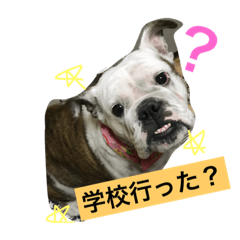 愛犬ぶる子のスタンプ