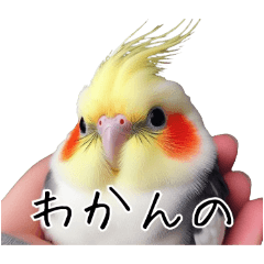 若者風オカメインコ